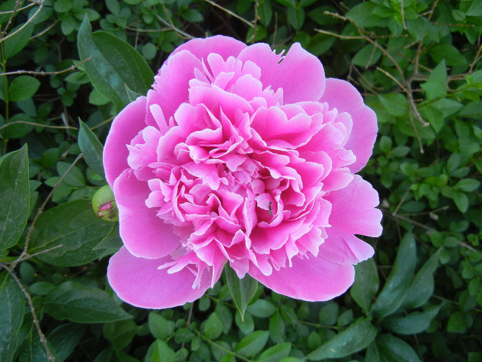 Peony. Bujor (2012, May 12) - BUJORI_Peony Paeonia