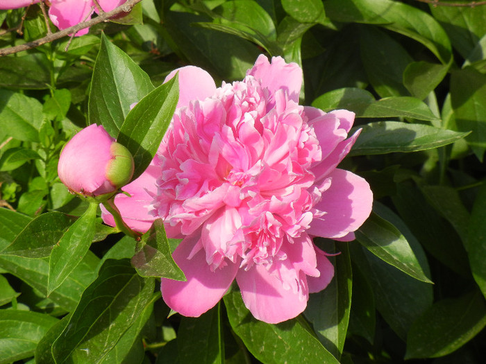 Peony. Bujor (2012, May 13) - BUJORI_Peony Paeonia