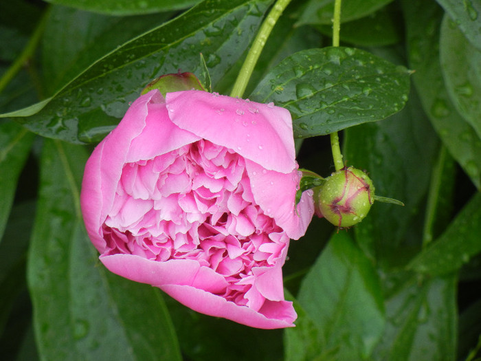 Peony. Bujor (2012, May 13) - BUJORI_Peony Paeonia