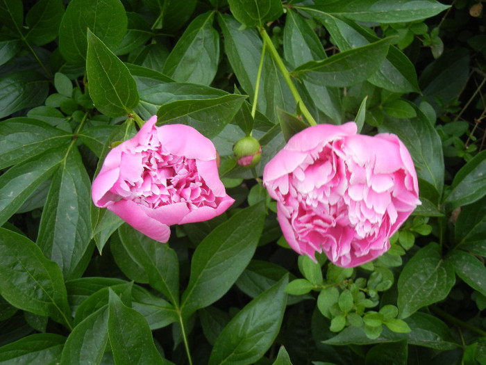 Peonies. Bujori (2012, May 13) - BUJORI_Peony Paeonia