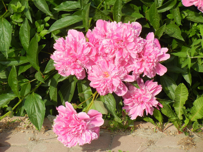 Peonies. Bujori (2012, May 13) - BUJORI_Peony Paeonia