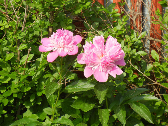 Peonies. Bujori (2012, May 13) - BUJORI_Peony Paeonia