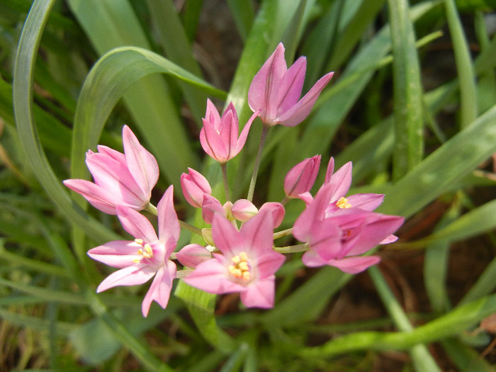 Allium oreophilum (2012, May12) - Allium oreophilum