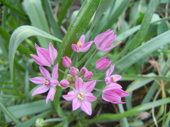 Allium oreophilum (2012, May13) - Allium oreophilum