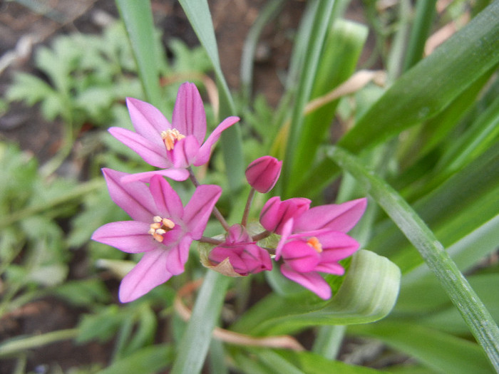 Allium oreophilum (2012, May15)