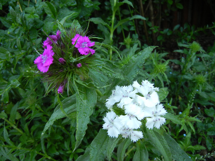 Dianthus barbatus (2012, May 12) - Dianthus Barbatus