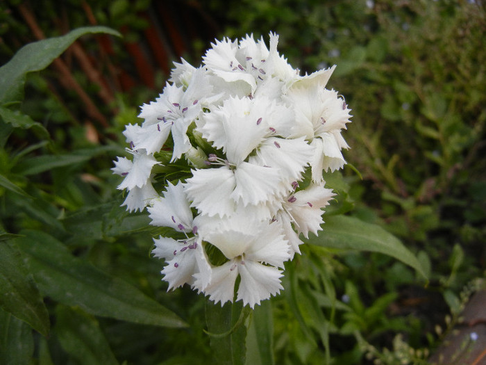 Dianthus barbatus (2012, May 13)