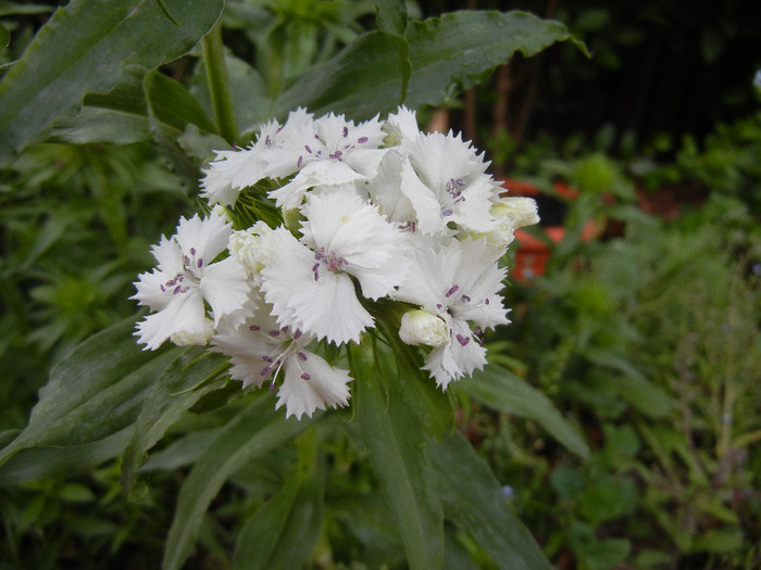 Dianthus barbatus (2012, May 13) - Dianthus Barbatus