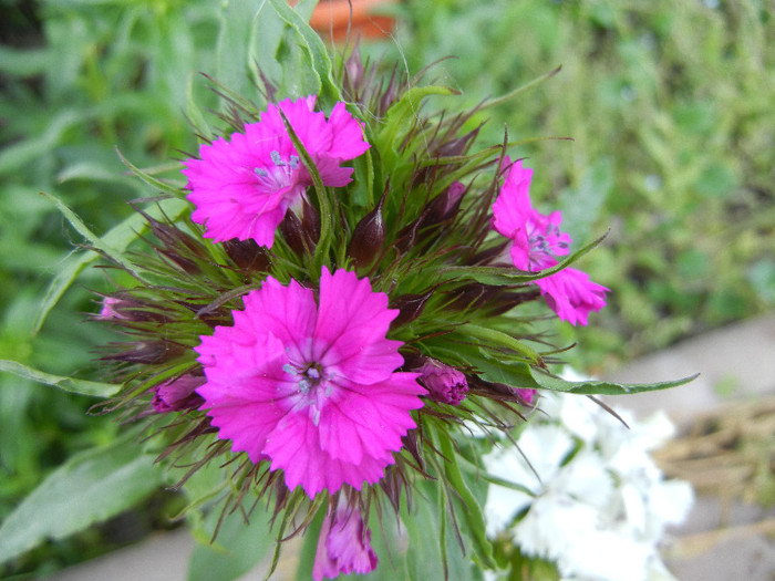 Dianthus barbatus (2012, May 13) - Dianthus Barbatus