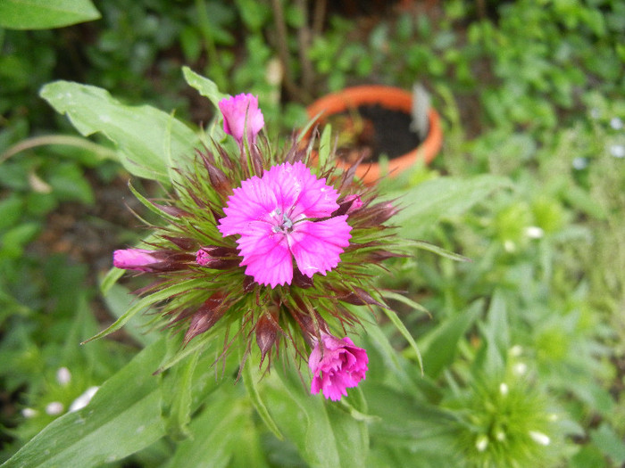 Dianthus barbatus (2012, May 15)