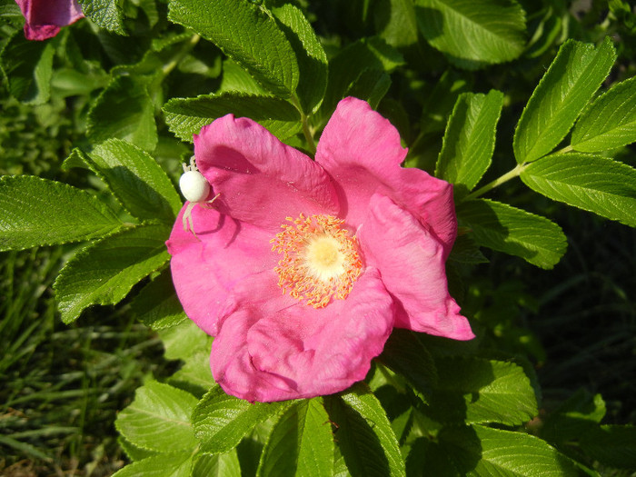 Rosa rugosa (2012, May 12) - ROSA Rugosa_Rugosa Rose