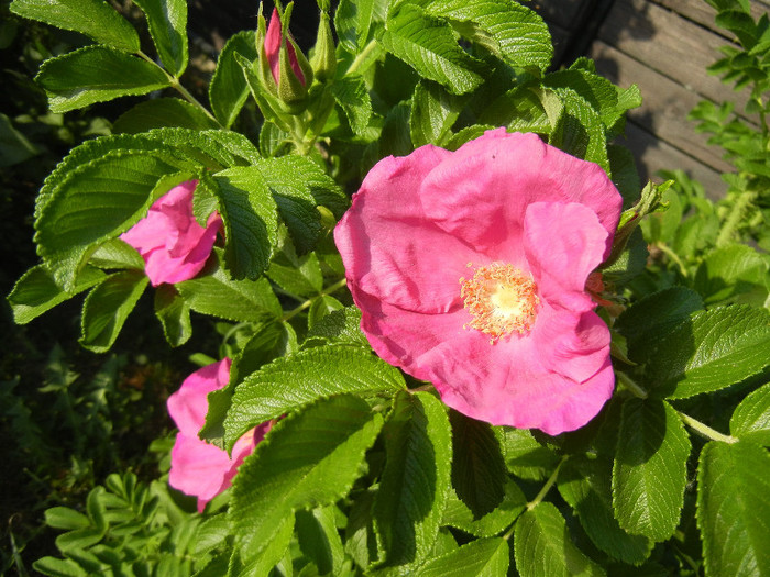 Rosa rugosa (2012, May 12) - ROSA Rugosa_Rugosa Rose