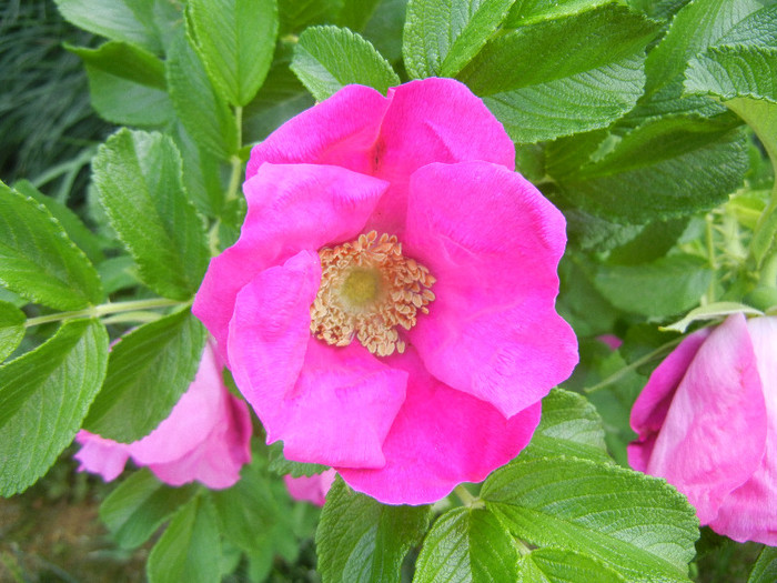 Rosa rugosa (2012, May 13) - ROSA Rugosa_Rugosa Rose