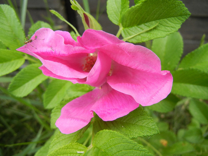 Rosa rugosa (2012, May 15) - ROSA Rugosa_Rugosa Rose