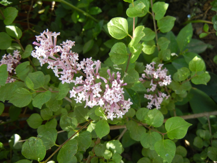 Syringa patula Miss Kim (2012, May 11)