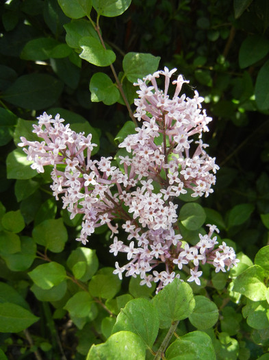 Syringa patula Miss Kim (2012, May 11)