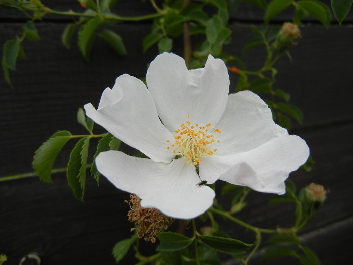 Rosa canina_Dog Rose (2012, May 15) - ROSA Canina_Dog Rose