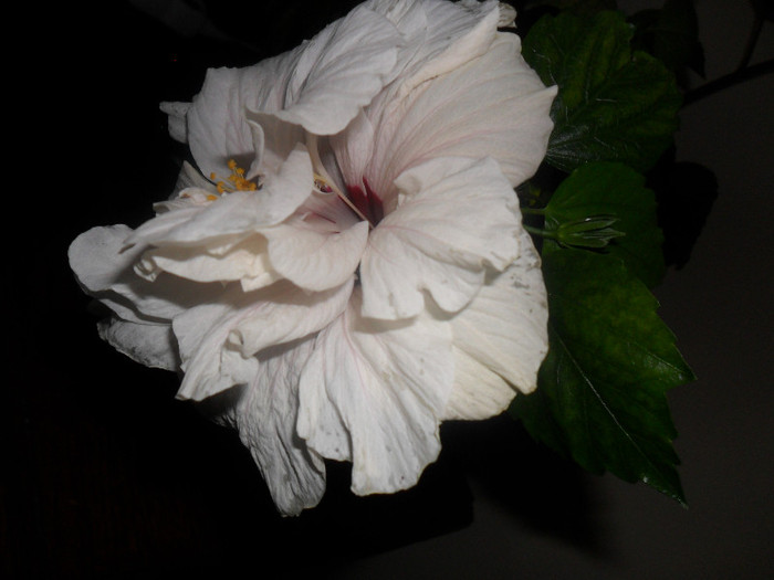 Hibiscus Clasic White
