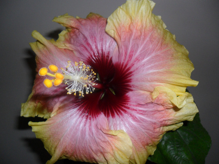 Hibiscus  Tahitian Quinn