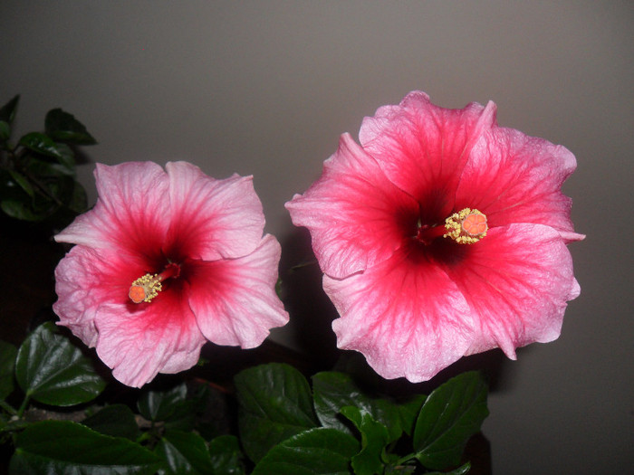 Hibiscus Pink Dream's   Yoder Camelia