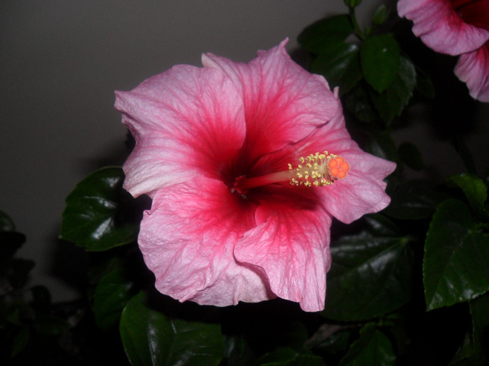 Hibiscus Pink Dream;s