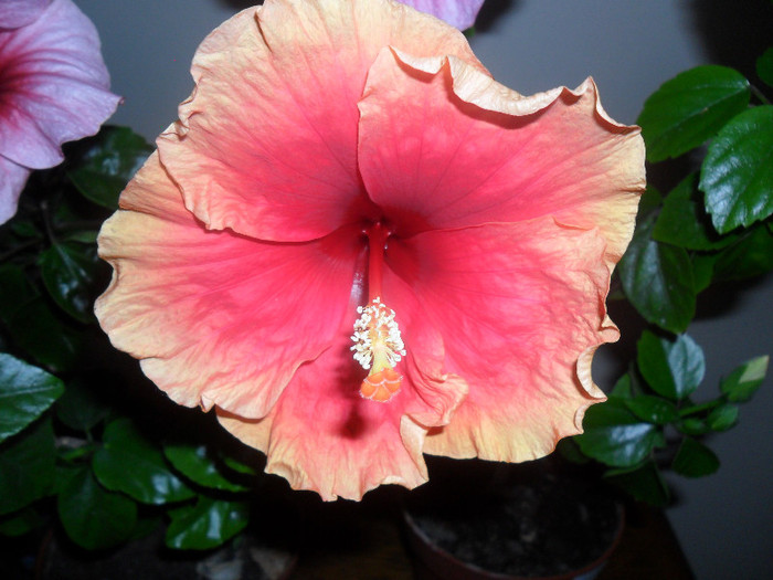 Hibiscus June's Dragon