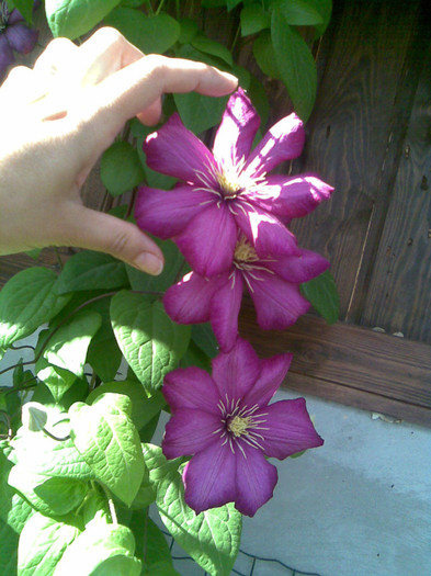 prima clematita inflorita - VARA 2012