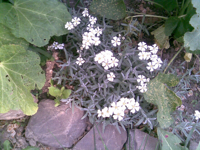 cerastium tomentosum