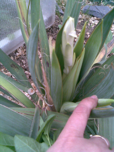 Yucca filamentosa/ ANYTTA - VARA 2012