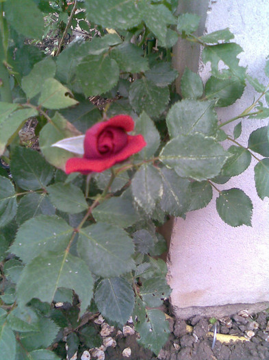 primul trandafir inflorit/catarator - VARA 2012