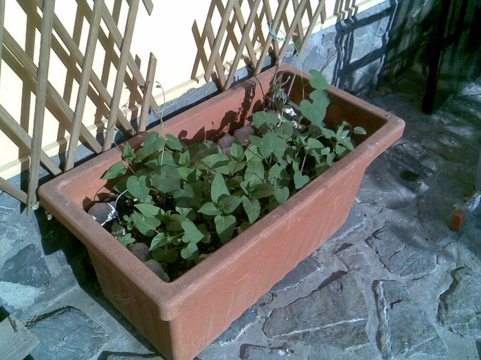 zorele iesite in jardiniera - VARA 2012