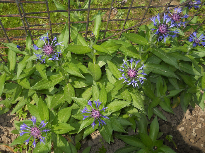 centaurea montana