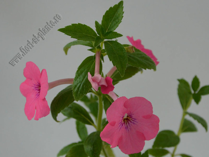 Achimenes Rosa Charm - ACHIMENES II