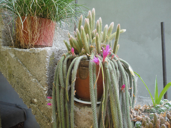 DSC04711 - Florile sorei mele