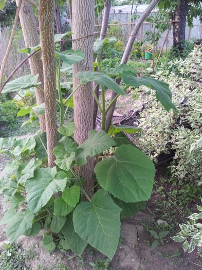 Lastari Paulownia din radacina - Paulownia