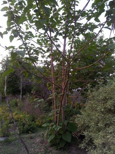 Paulownia 3 ani - aprox 5 m inaltime