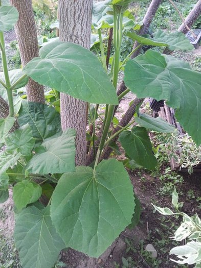 Lastari Paulownia din radacina