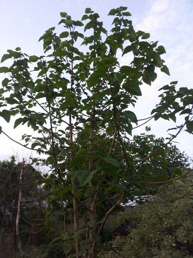 Paulownia 3 ani