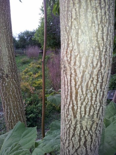 Lemn Paulownia