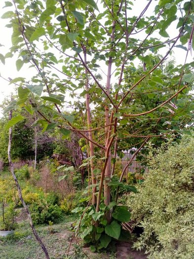 Paulownia 3 ani - Paulownia