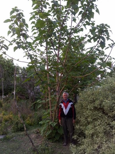 Paulownia 3 ani - Paulownia