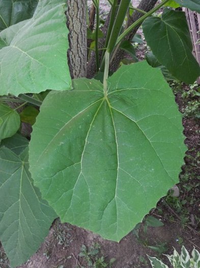 Frunza de Paulownia poate atinge 60 cm diametru