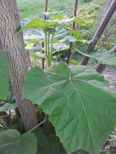 Frunze Paulownia