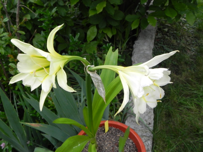  - Hymenocallis Sulphur Queen