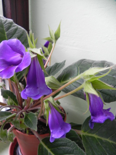 speciosa (slipper type) - Sinningia