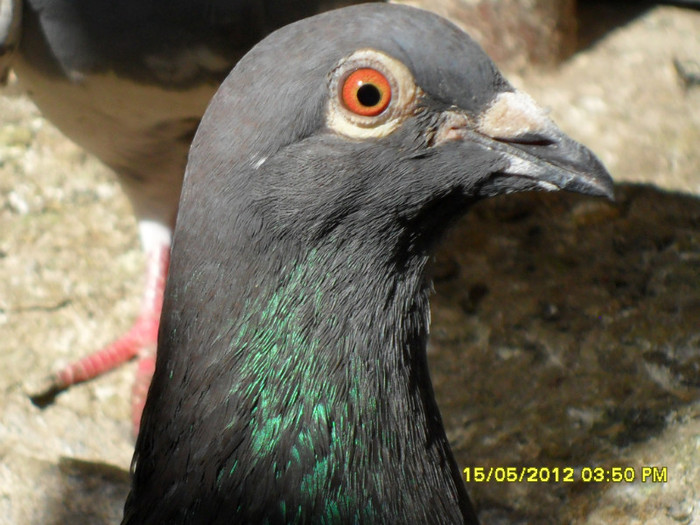 SAM_2004; Crescator: Voinea Alexandru
