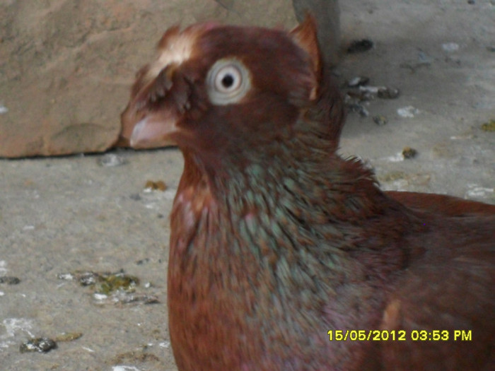 SAM_2012; Crescator: Voinea Alexandru
