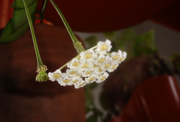 DSC04488 - X Hoya Lacunosa pierduta