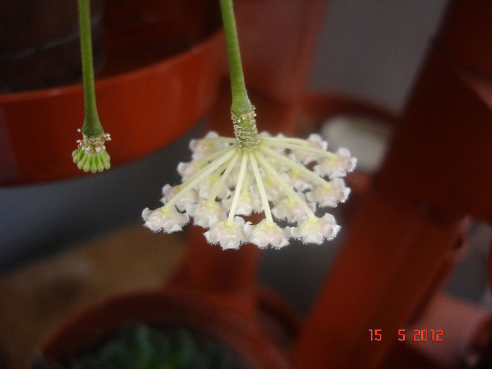 15.05.12 - X Hoya Lacunosa pierduta