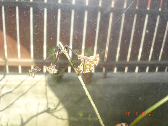 15.05.12 - Hoya Camphorifolia